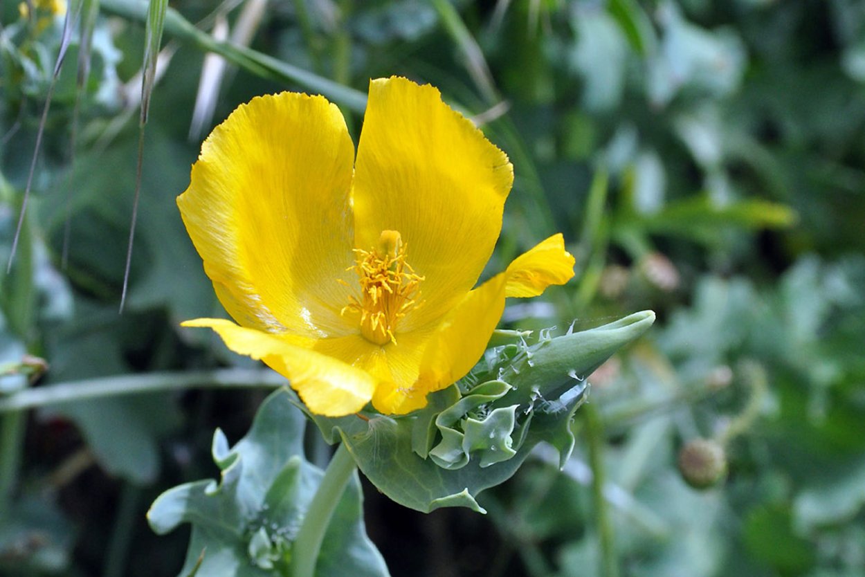 Трава мачка желтого