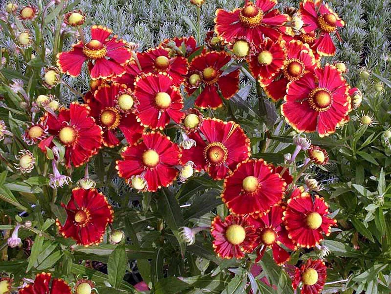 Гелениум осенний Helenium autumnale