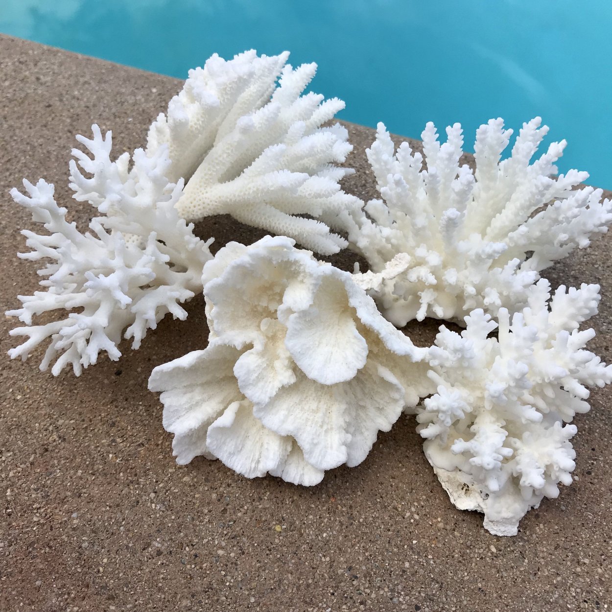 Высушенные кораллы