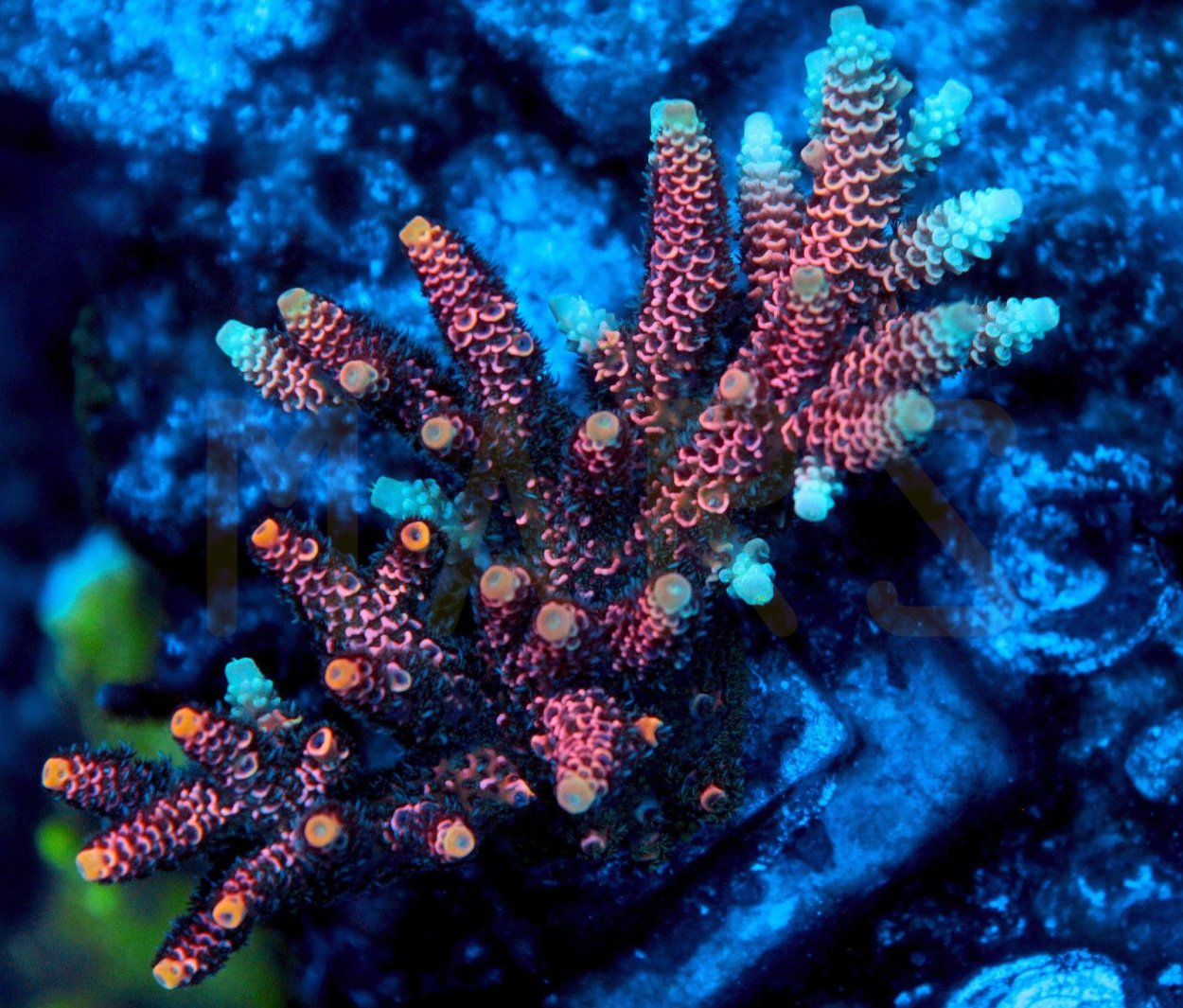 Коралл Acropora