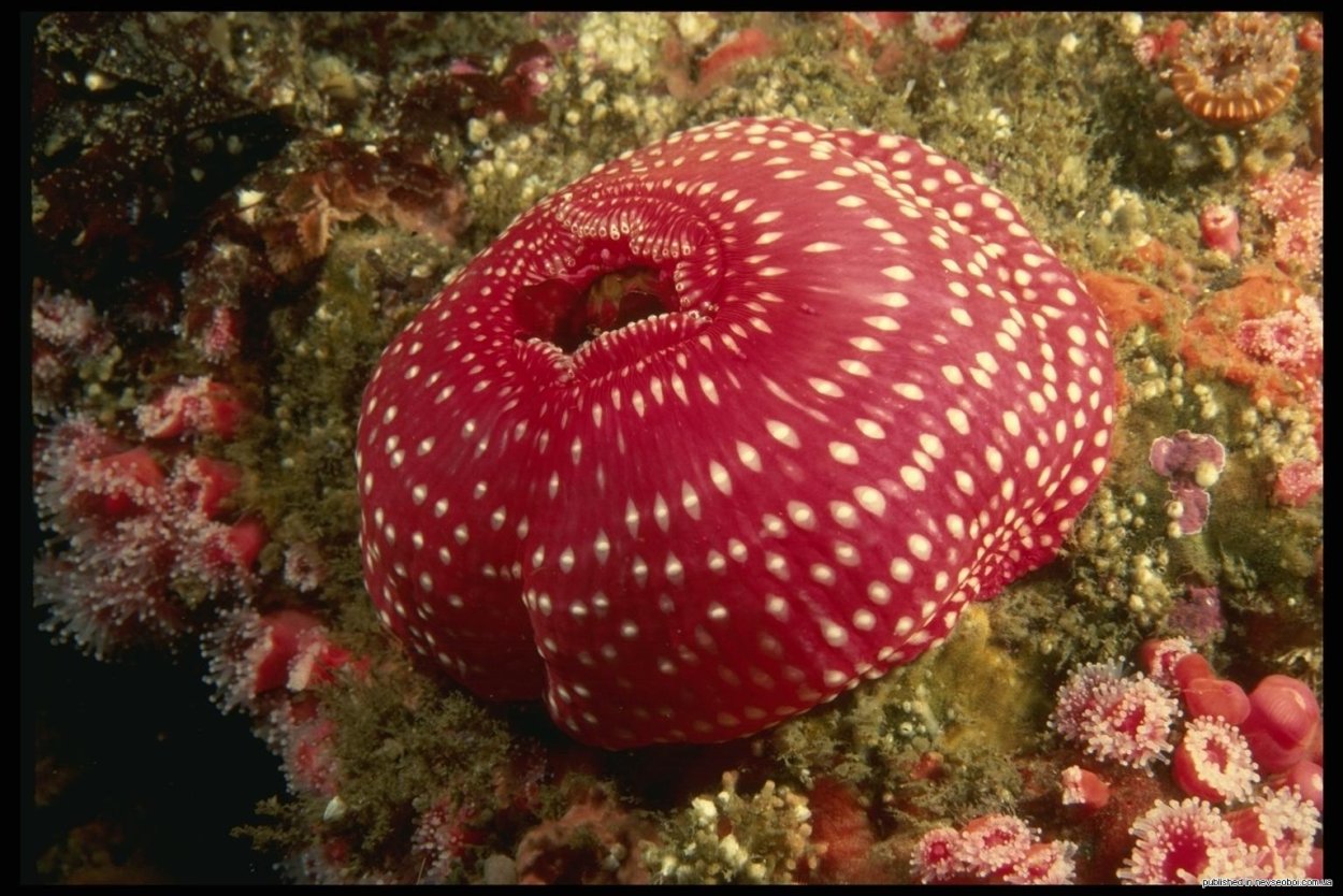 Кораллы круглые