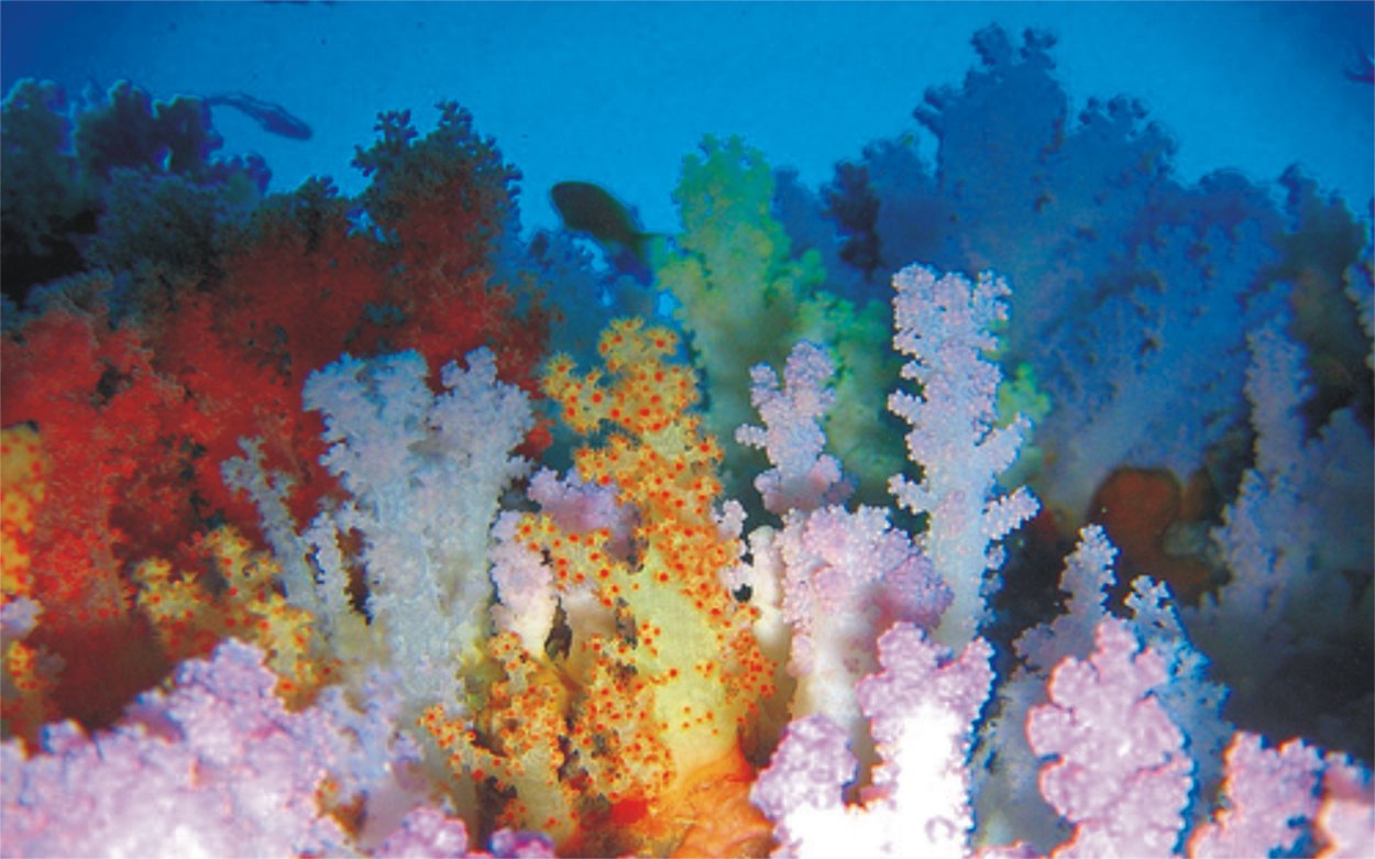 Красивые разноцветные кораллы