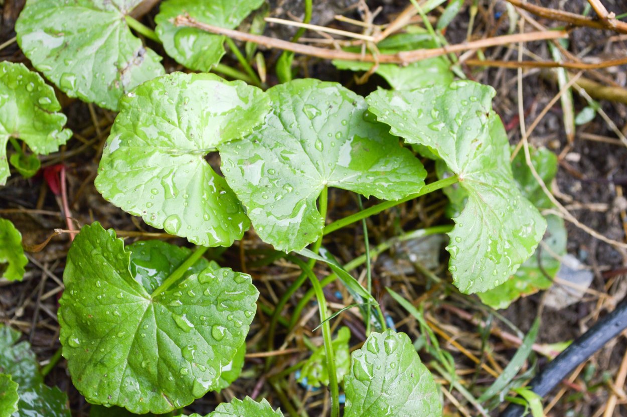 Пиперт армянская