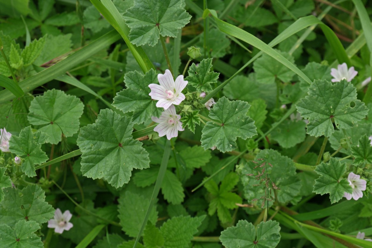 Мальва Незамеченная – просвирник;