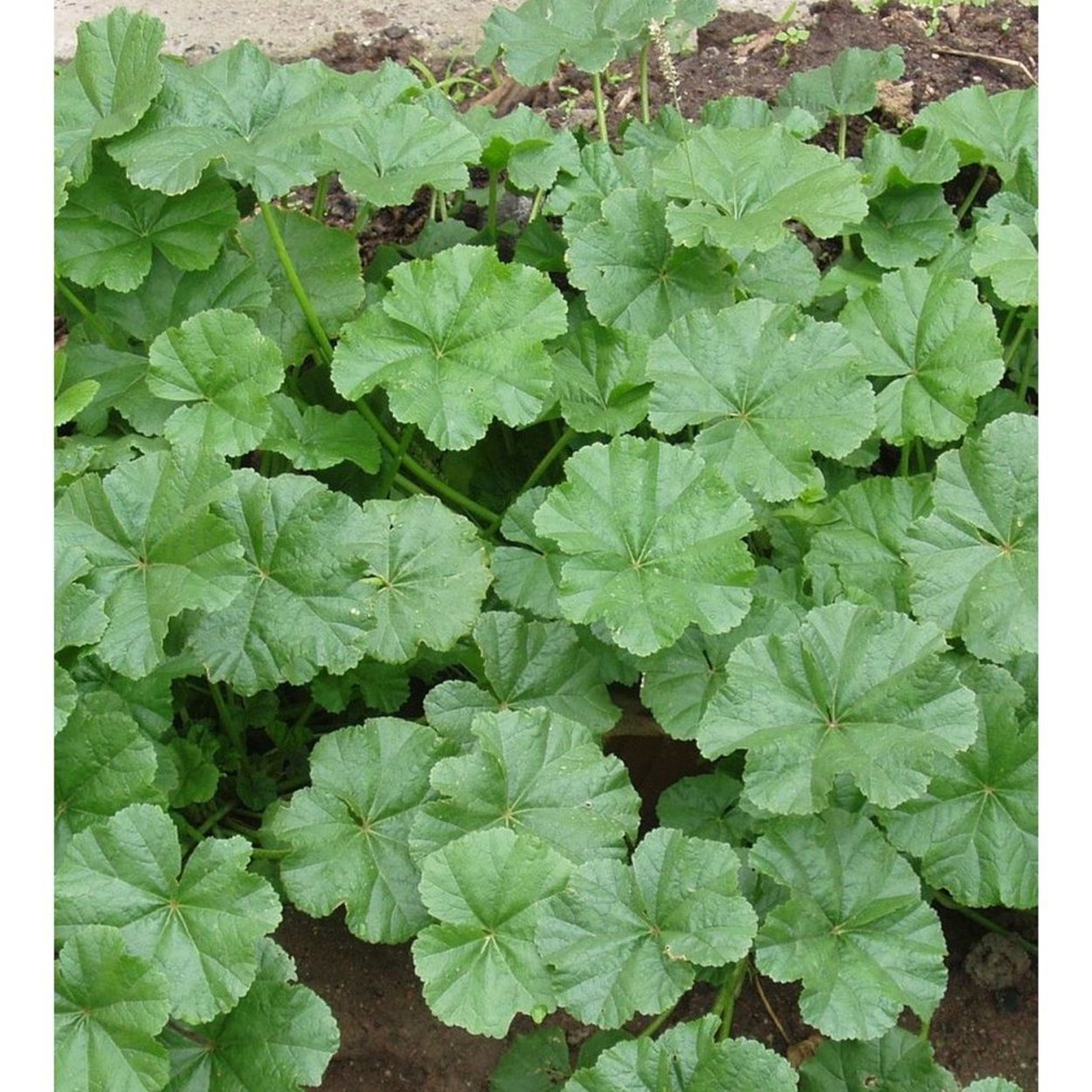 Пиперт трава на русском