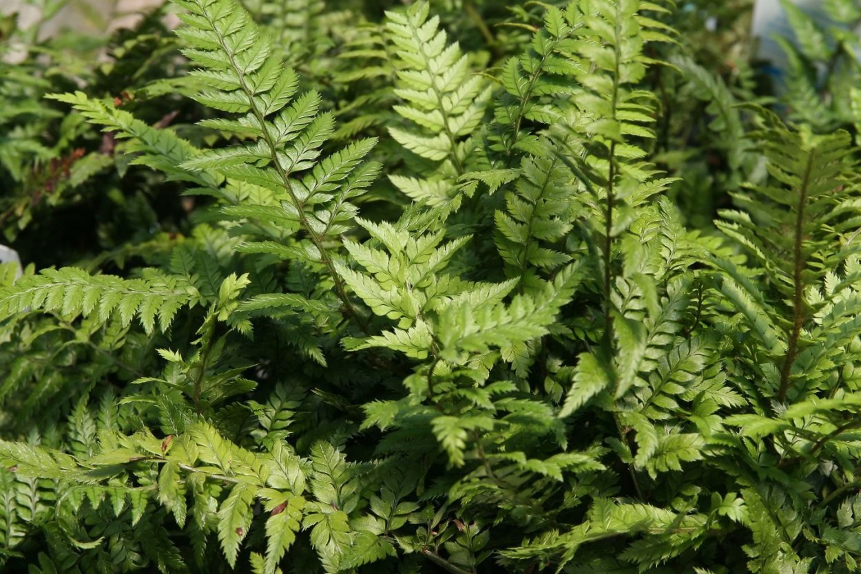 Папоротник Polystichum tsussimense