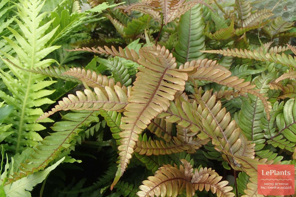 Папоротник Pteris quadriaurita Tricolor
