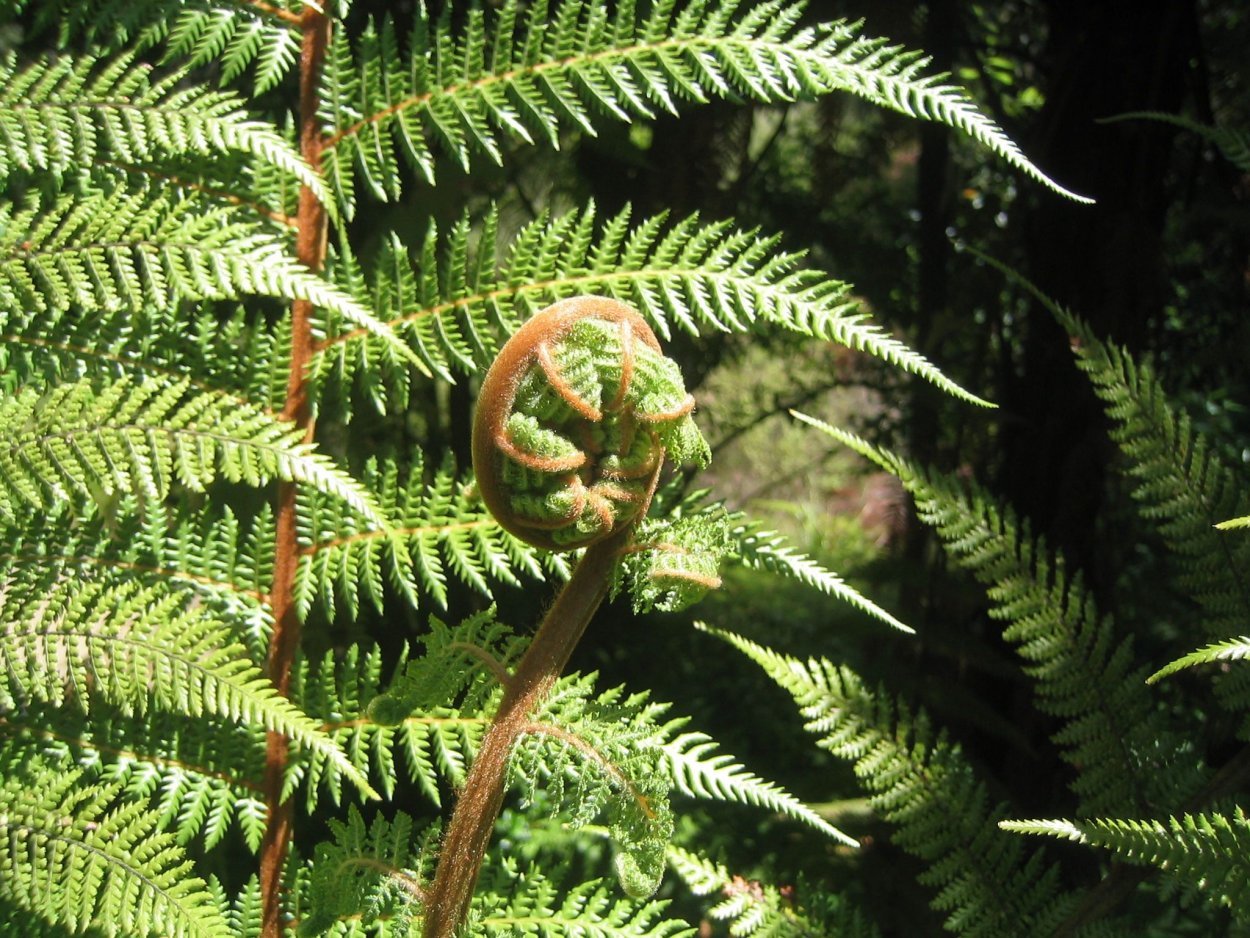 Silver Fern новая Зеландия