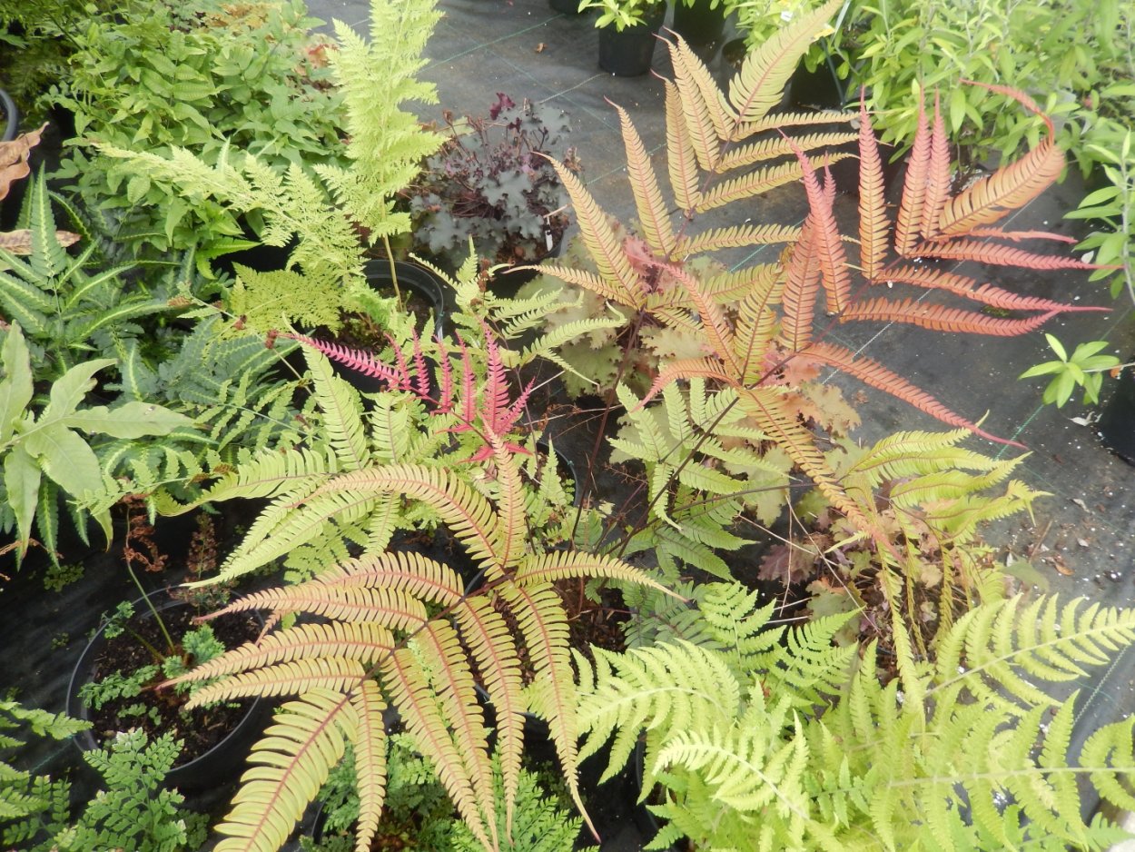 Папоротник Птерис Триколор