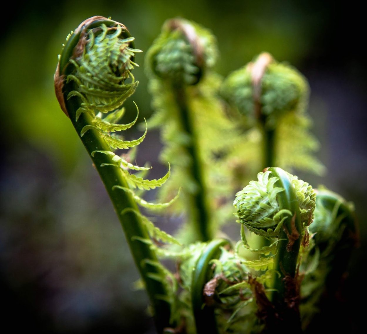 Папоротник дракон