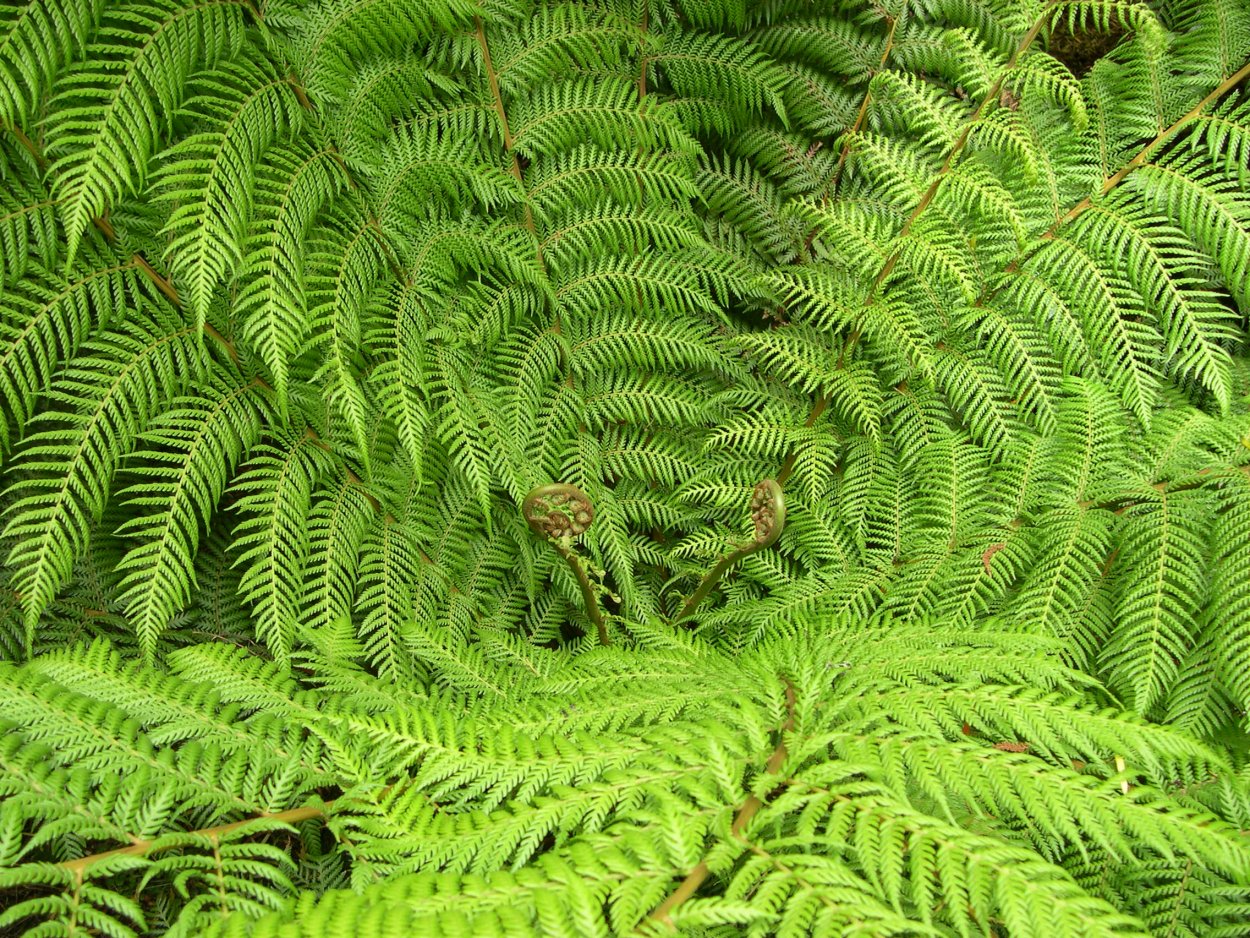 Протоптеридиум папоротник