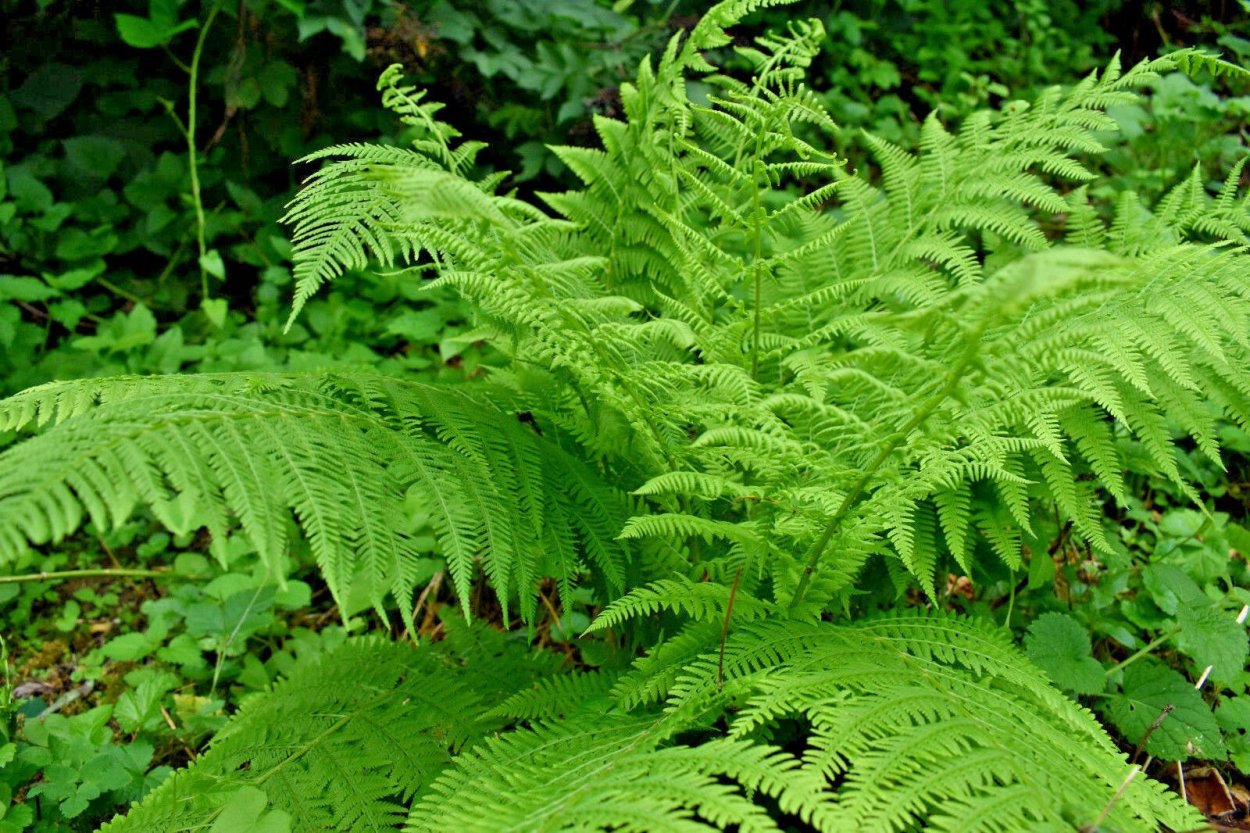 Артикул Ferns Heather