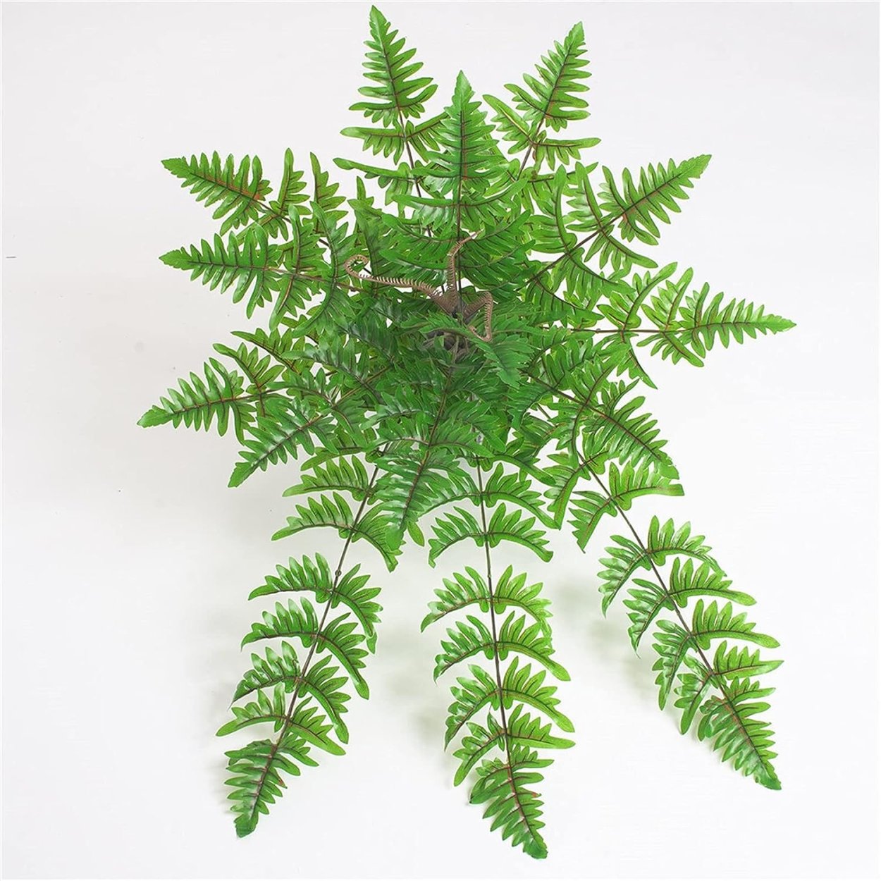 Папоротник Pteris multifida