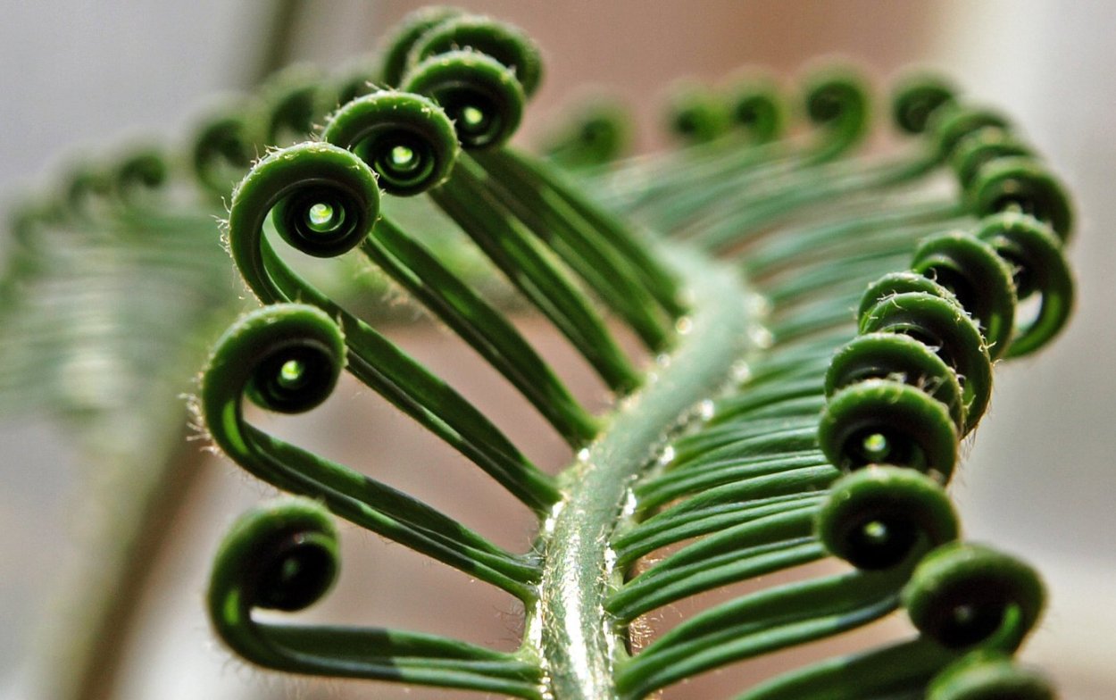 Папоротник павлиний хвост