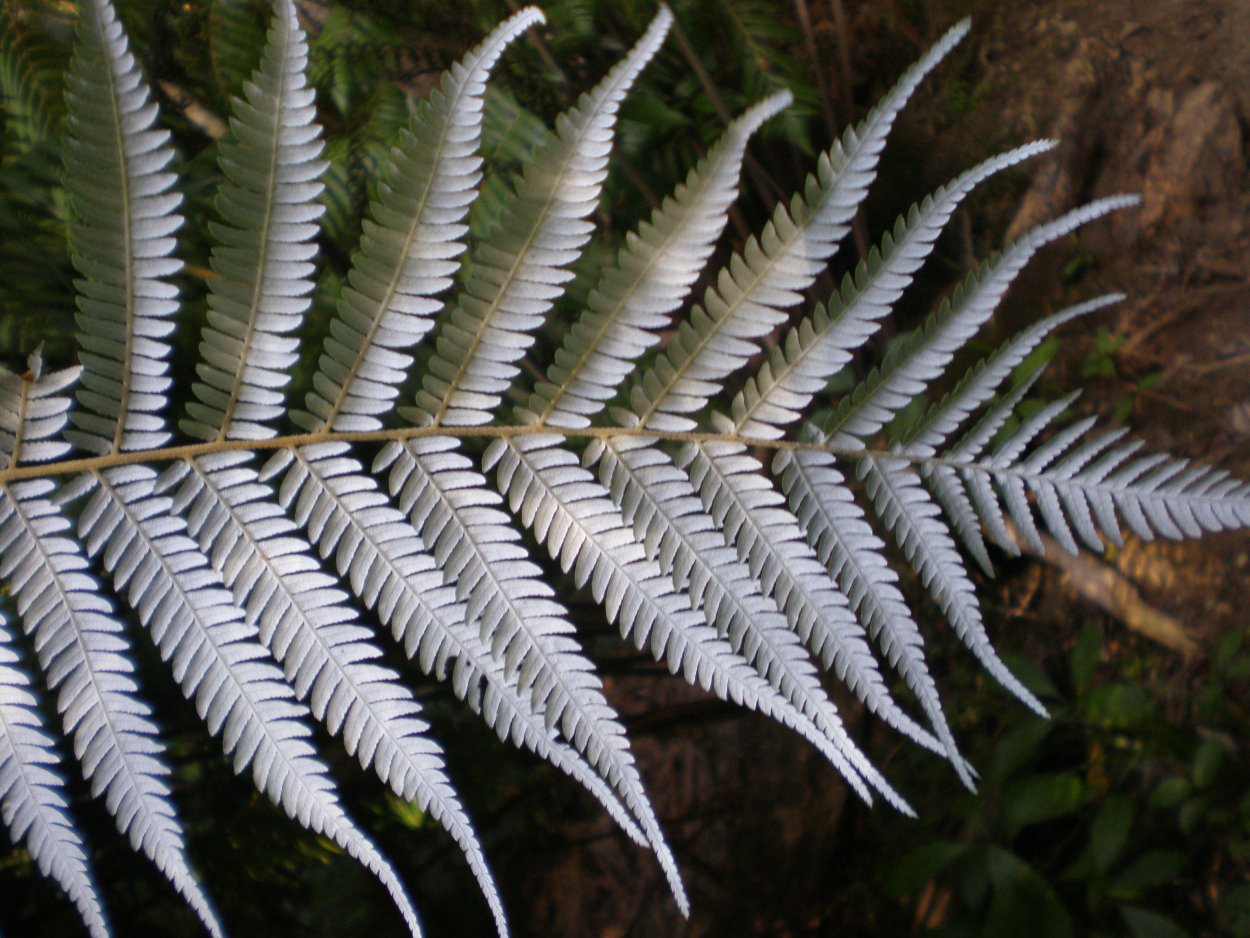 Циатея серебристая новая Зеландия