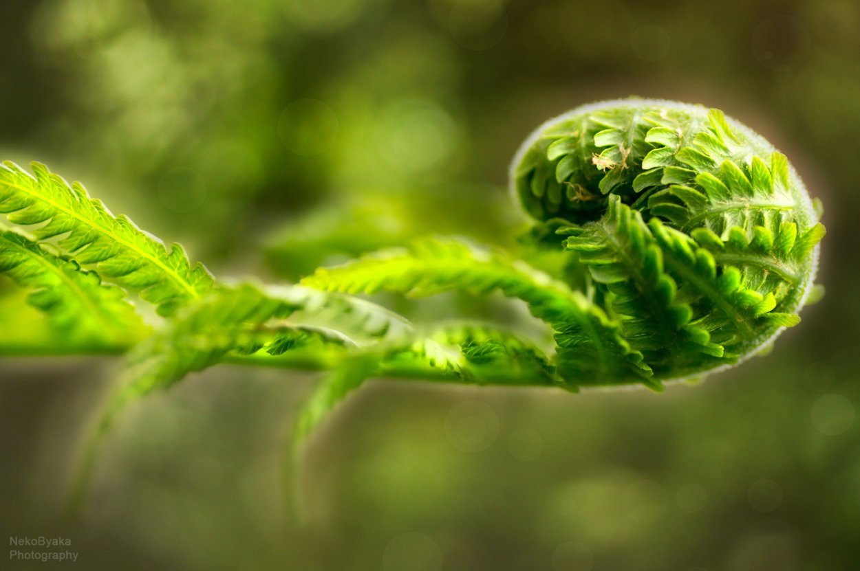 Папоротник утро