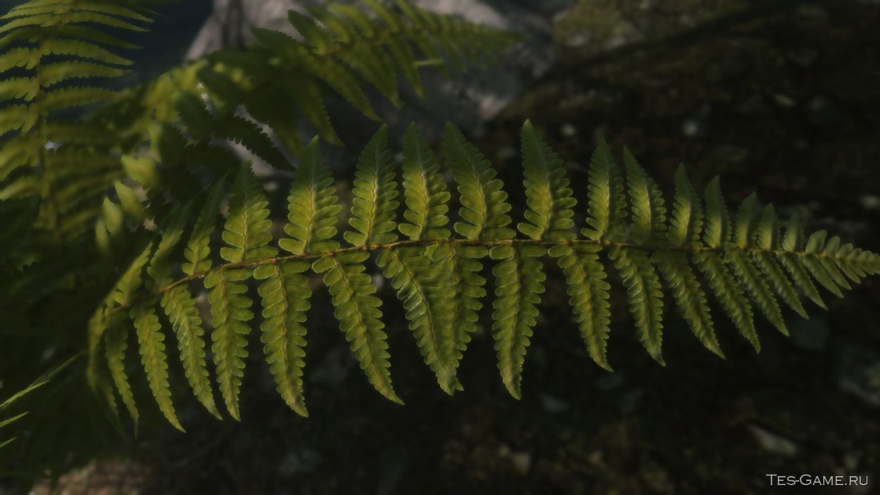 Папоротник Oceans Fury