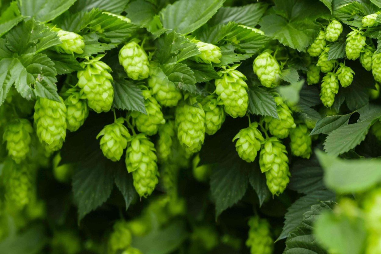 Хмель изумрудный дождь