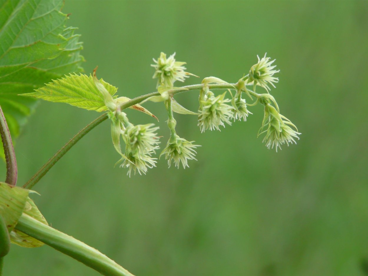 Хмель обыкновенный цветет