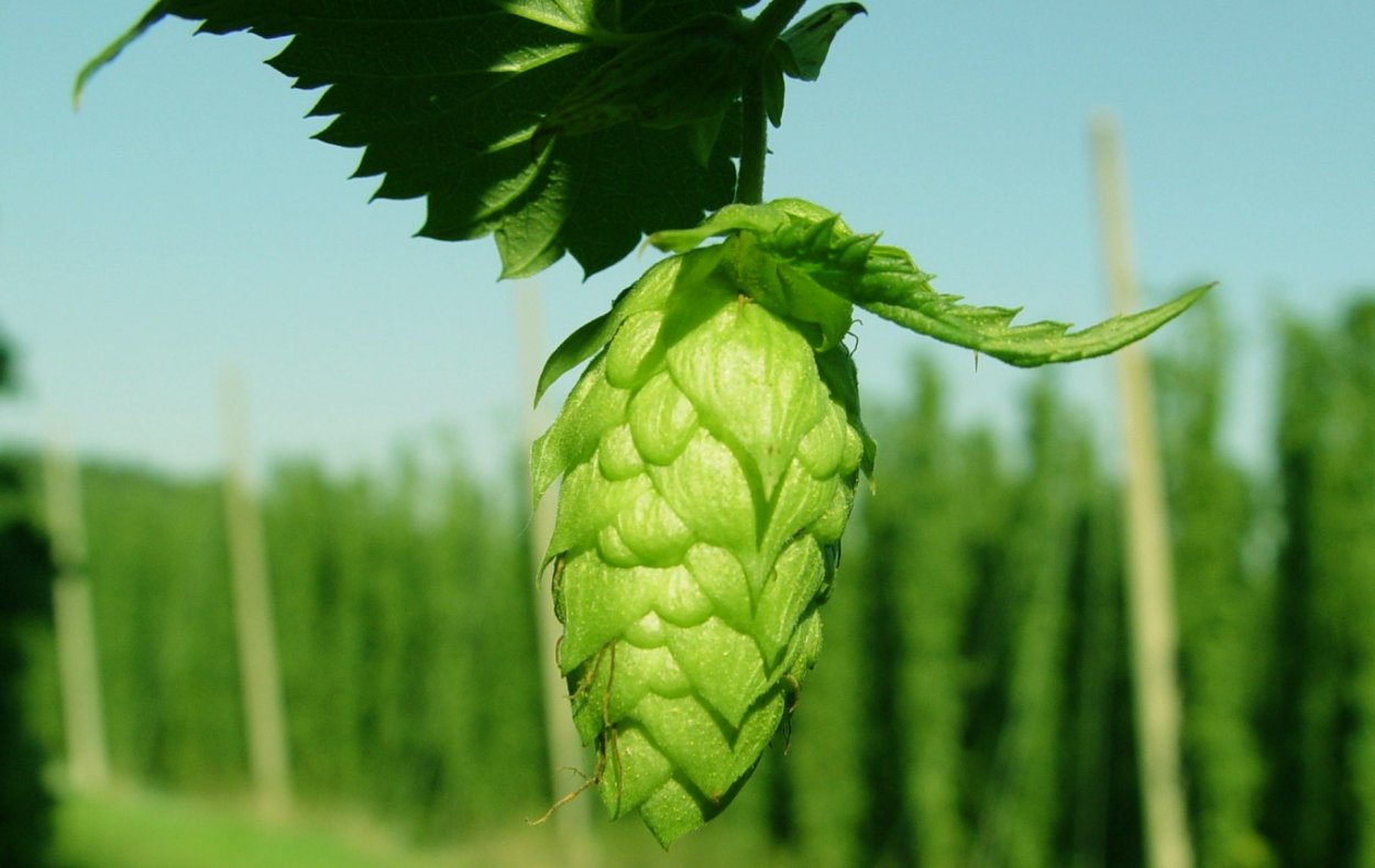 Хмель Каскад