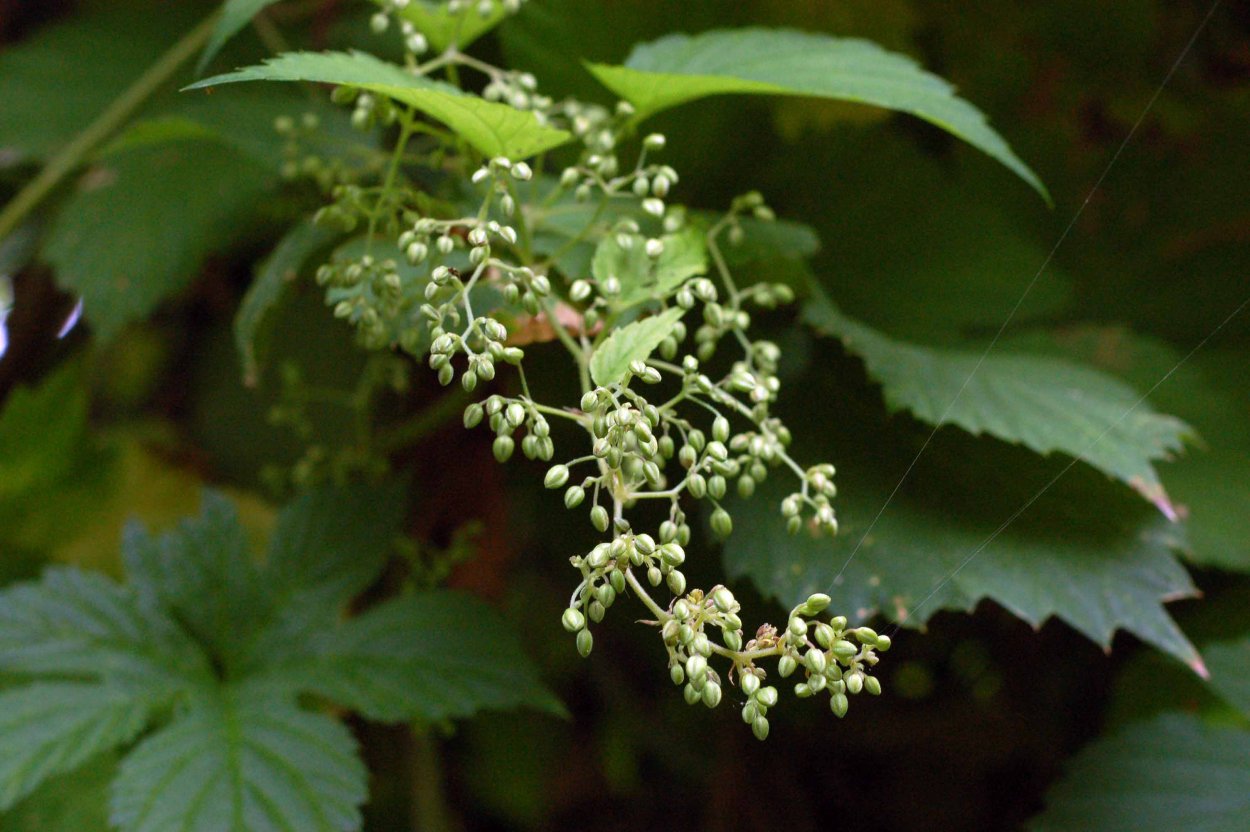 Хмель обыкновенный соцветие