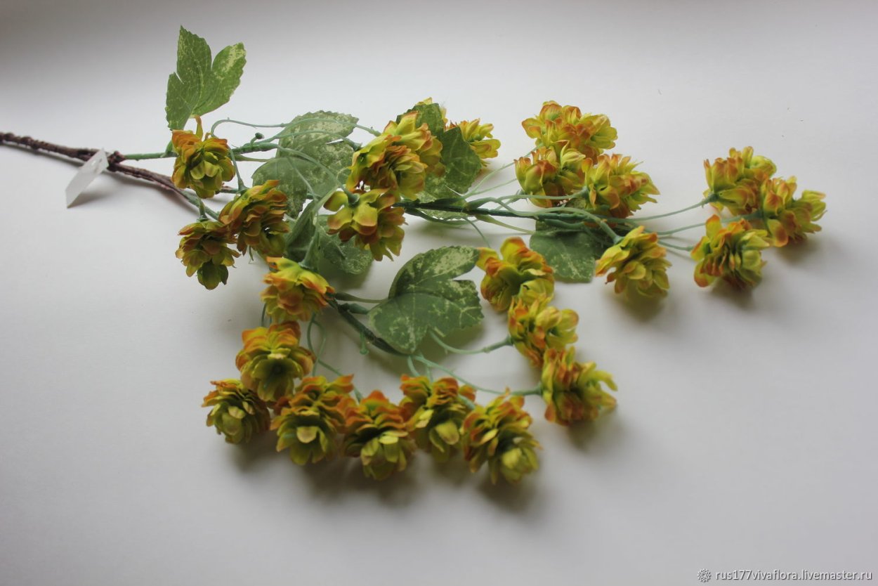 Букет "хмеля"