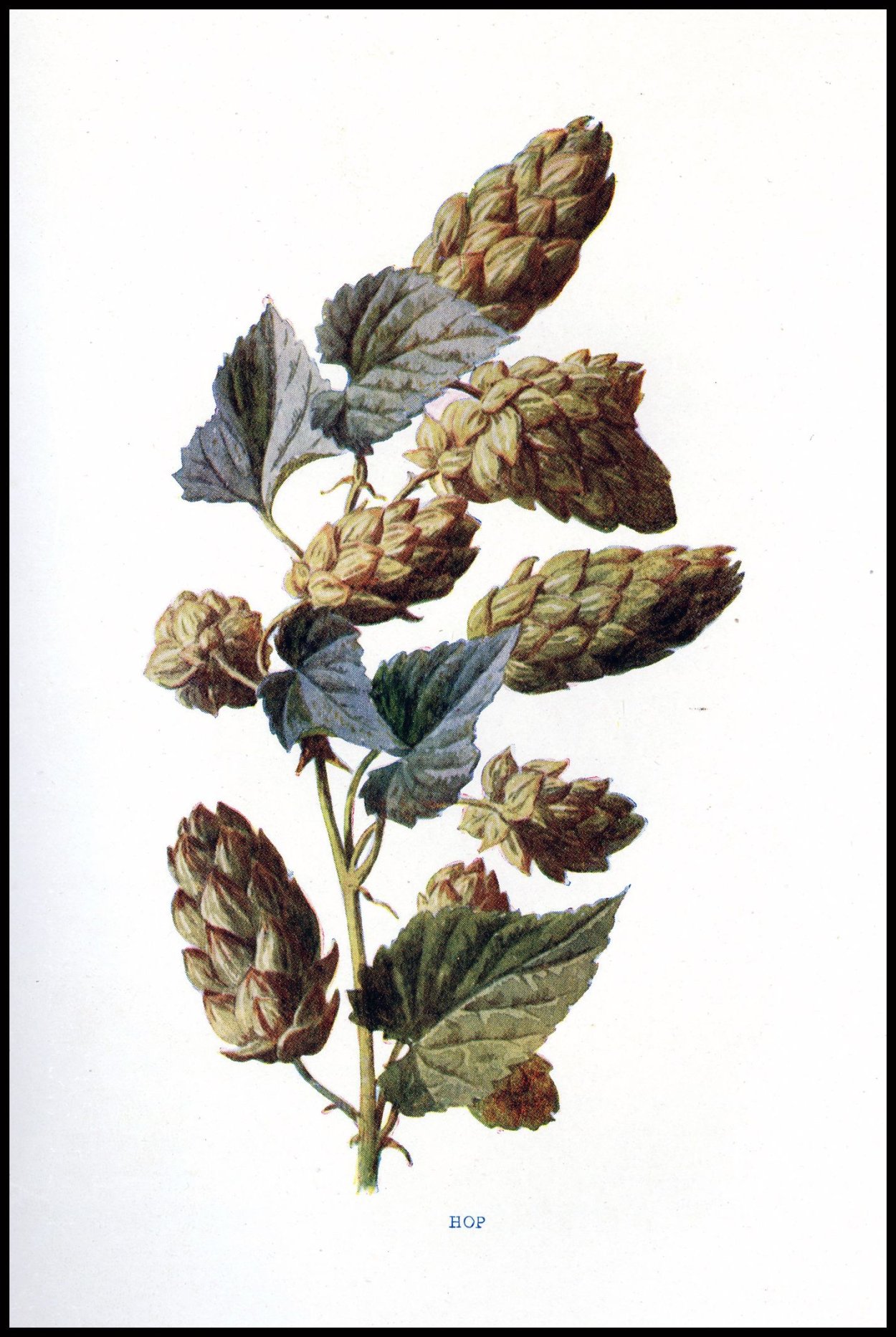 Хмель растение рисунок