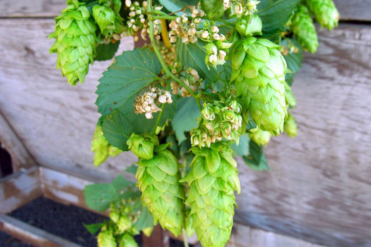 Цвет хмеля