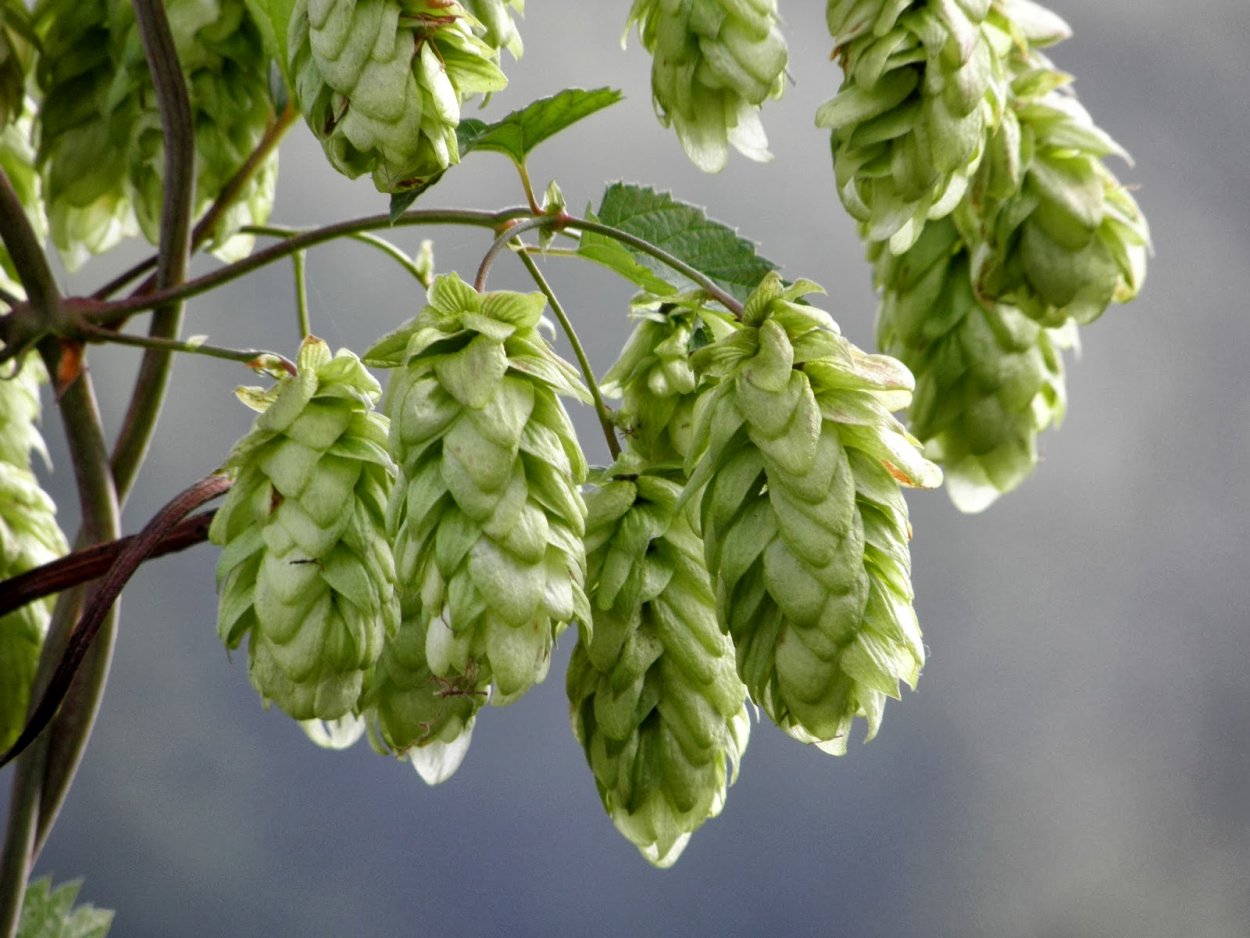 Humulus lupulus