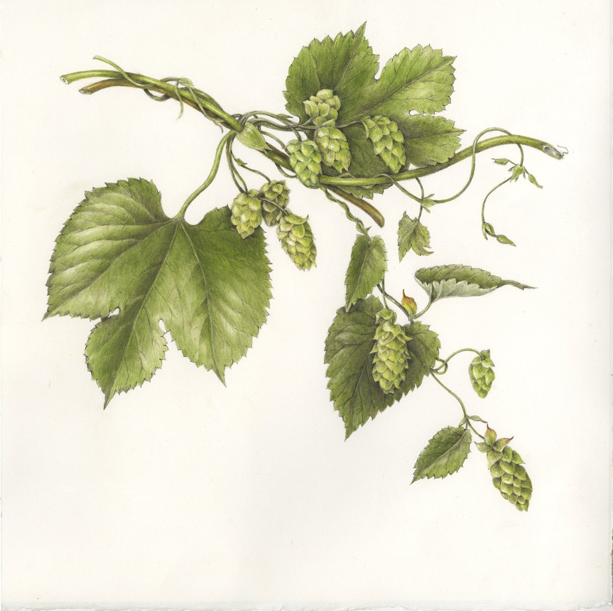 Соплодия хмеля гербарий