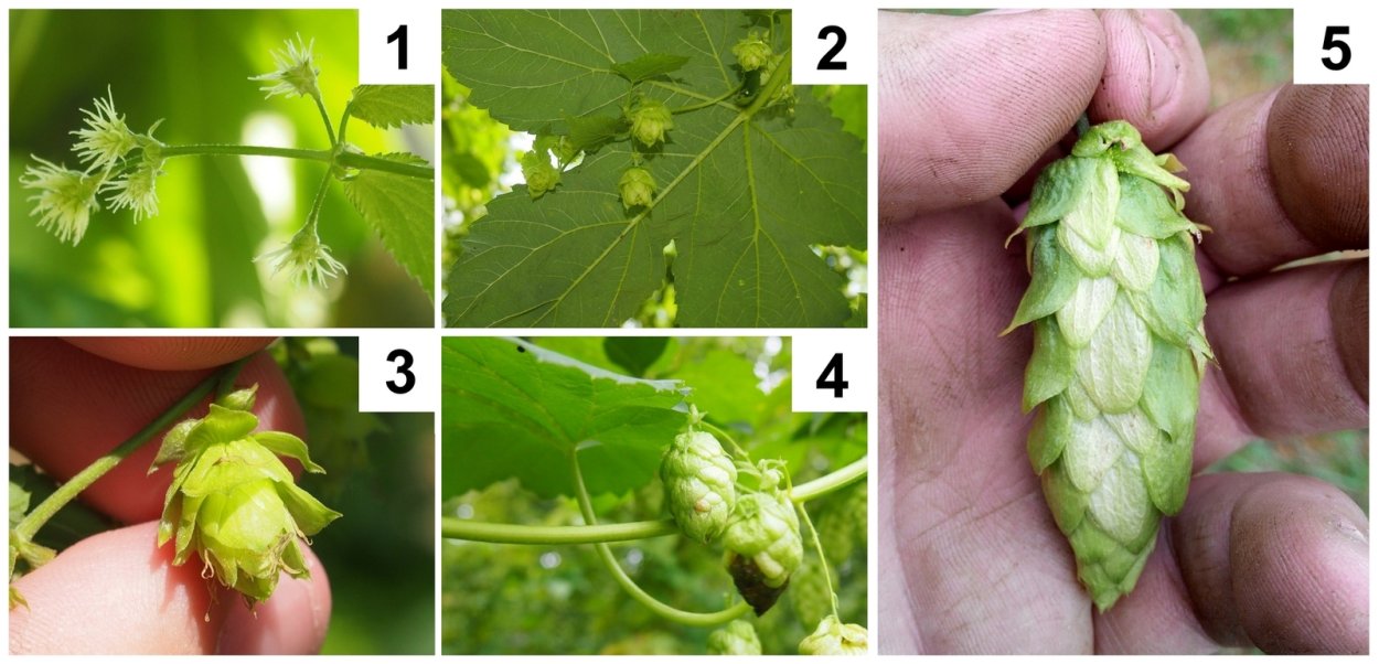 Женские и мужские шишки хмеля