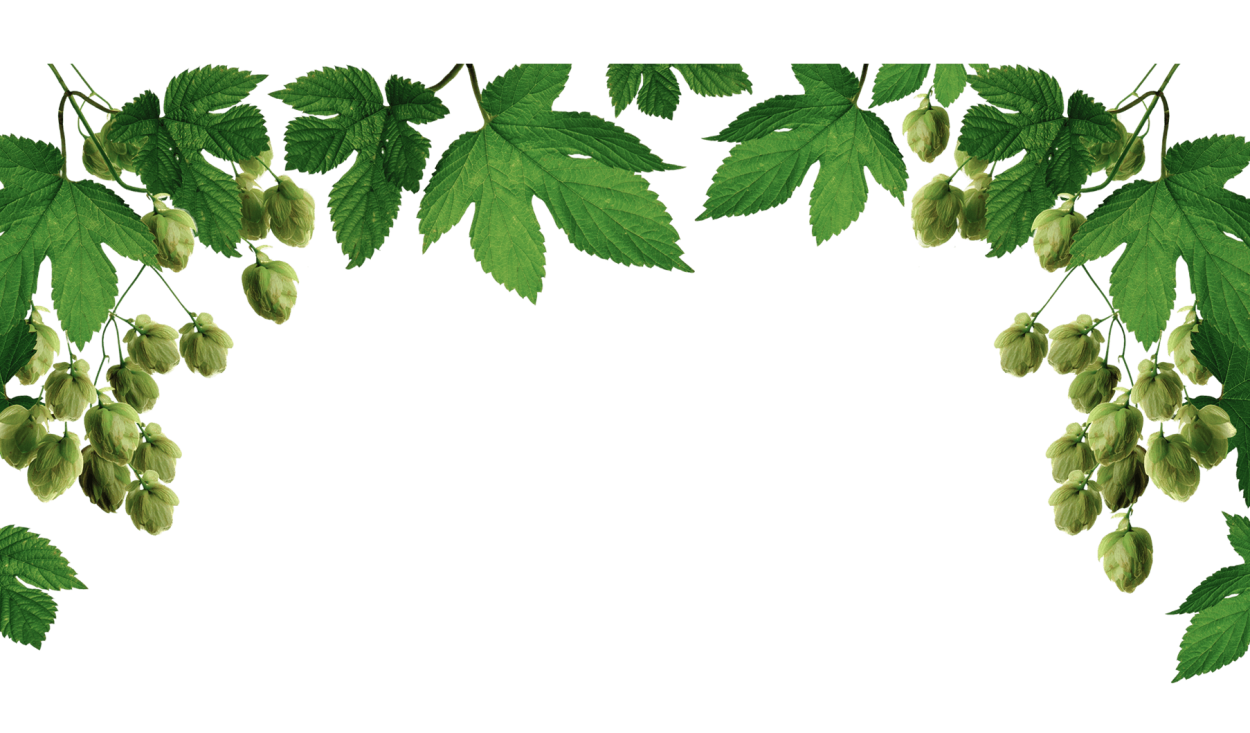 Ветка хмеля