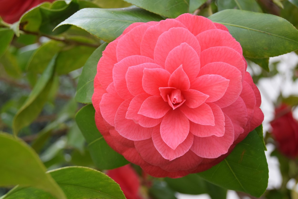 Камелия японская Camellia japonica