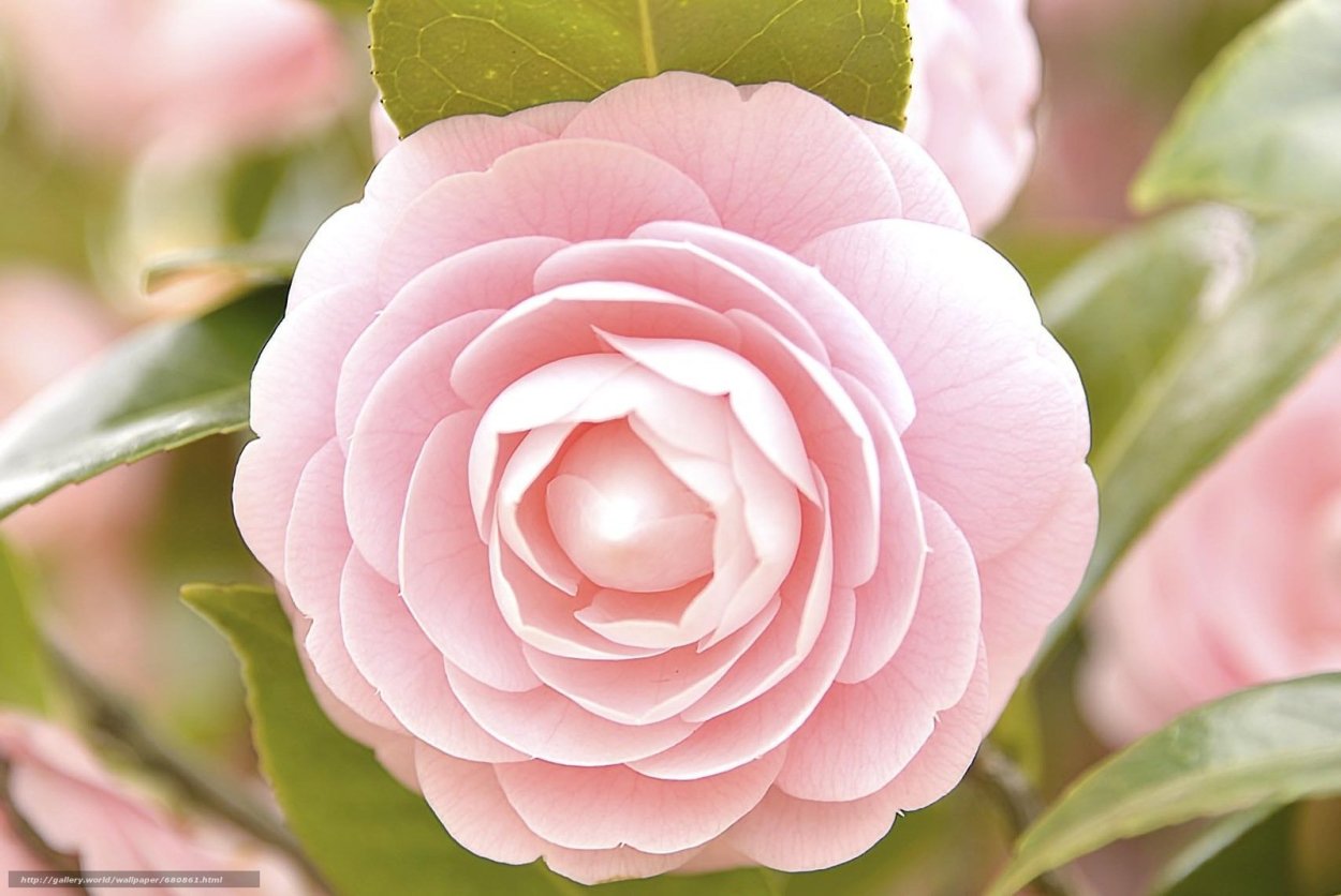 Камелия японская нуччос Перл