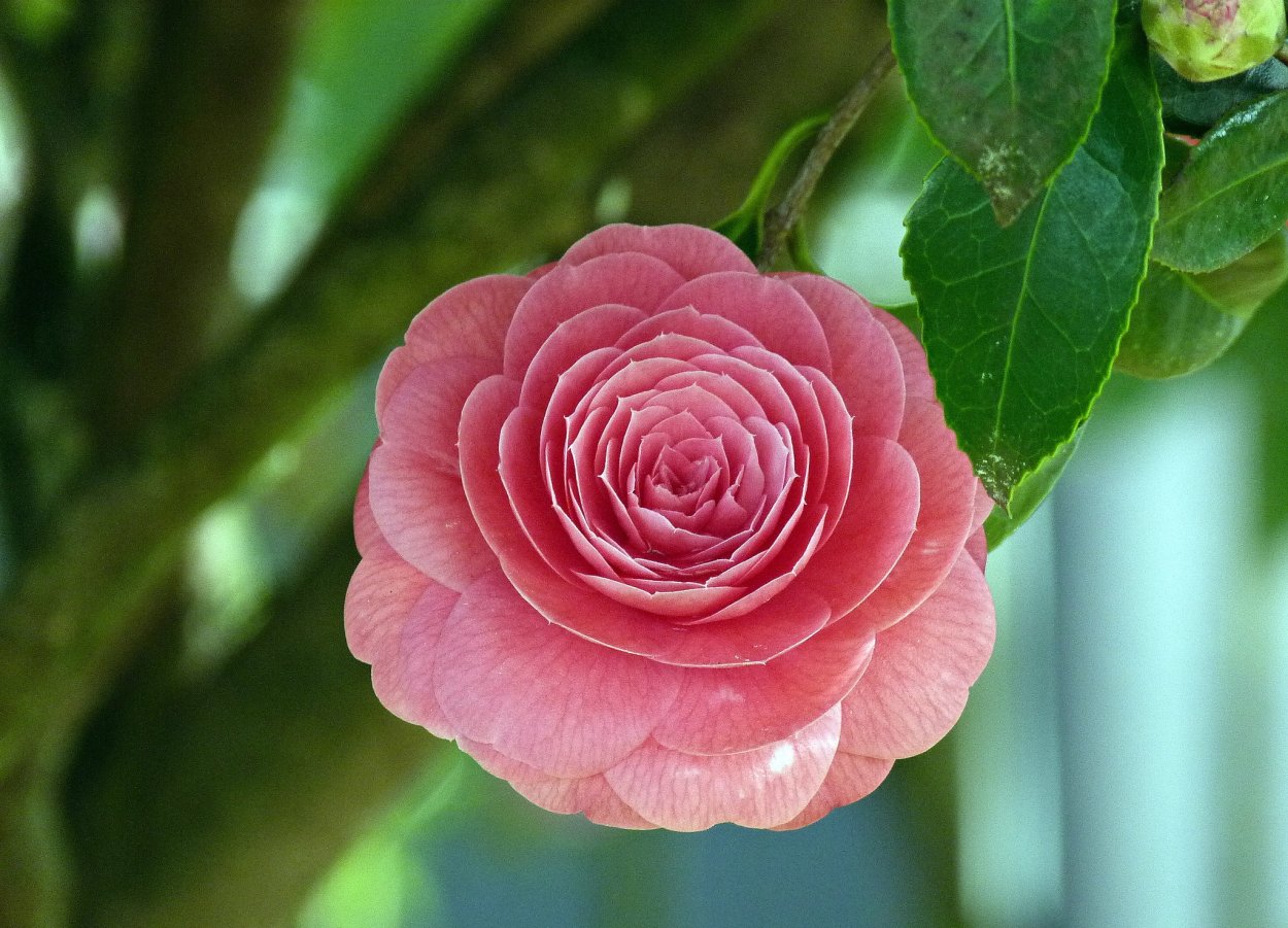 Камелия китайская розовая