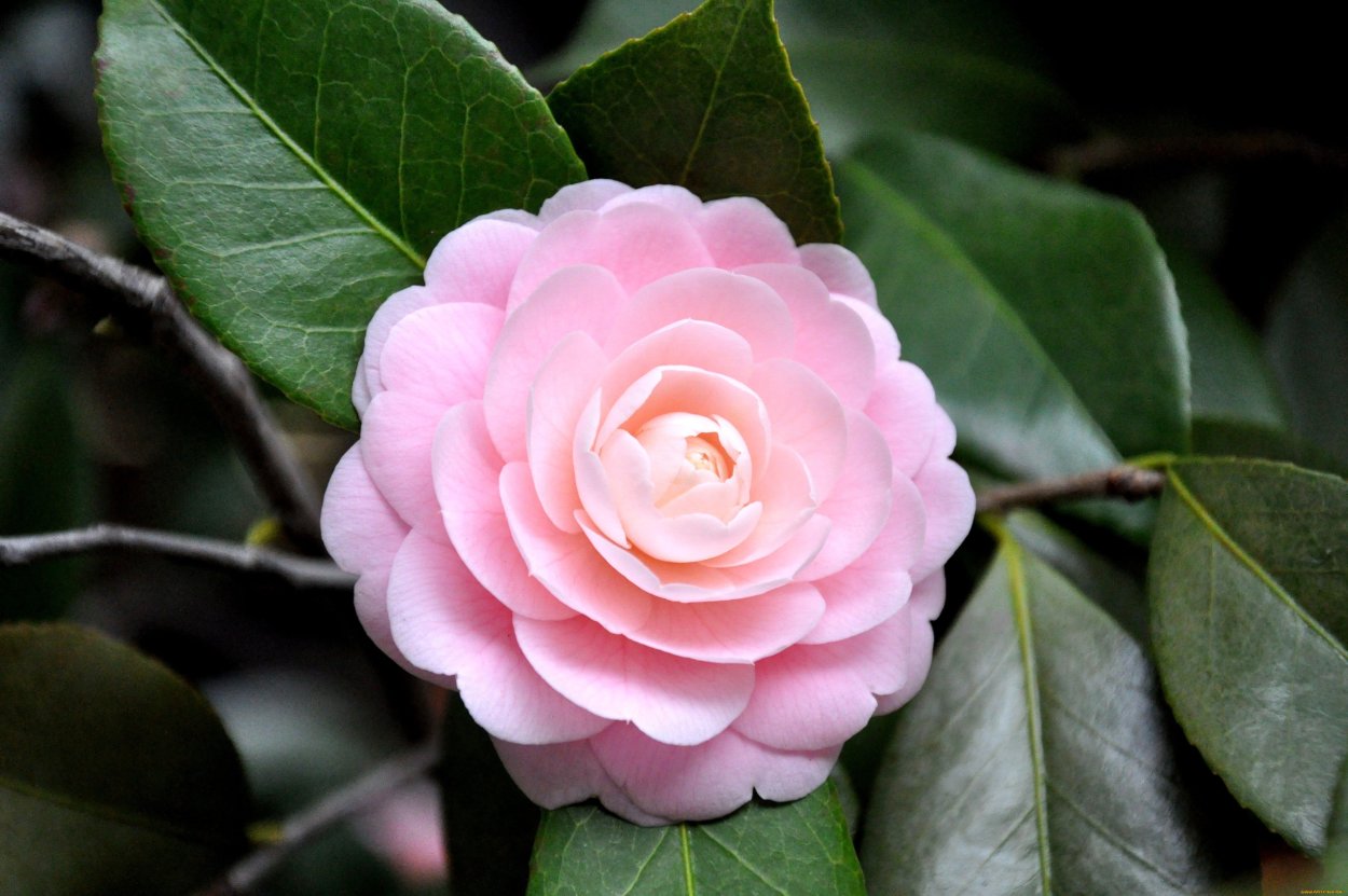 Камелия миддлберийская