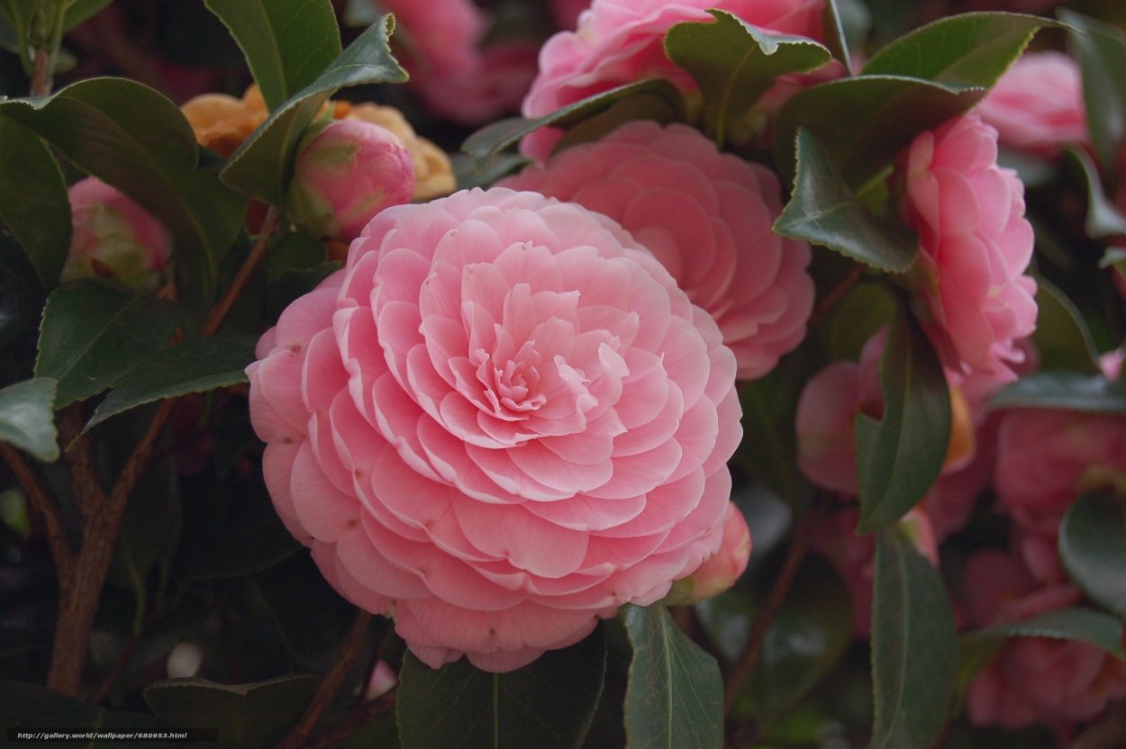 Камелия japonica