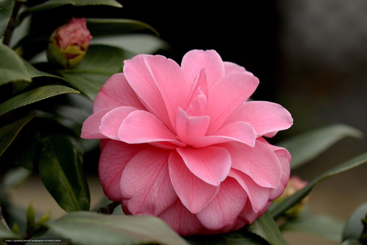 Камелия японская цветок