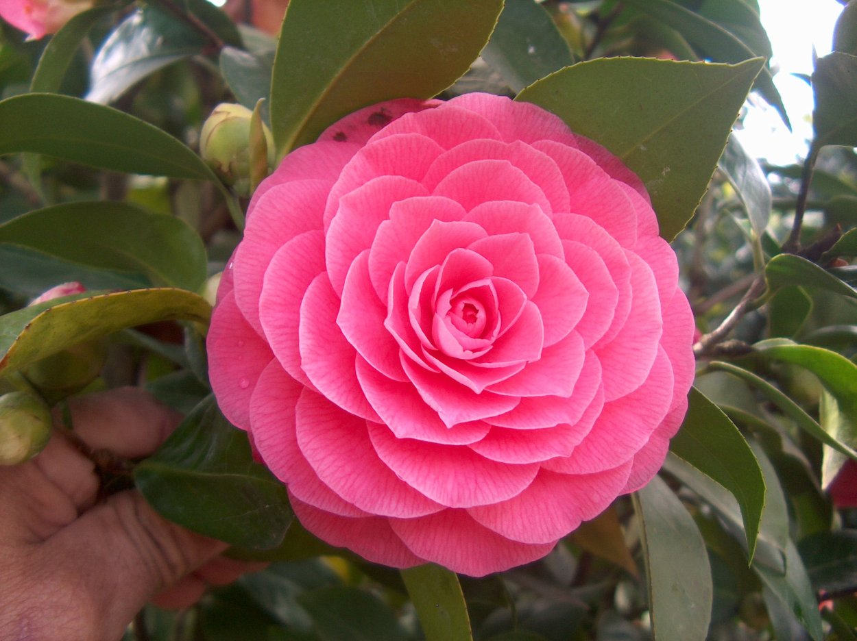 Камелия японская Вильям Бартлетт