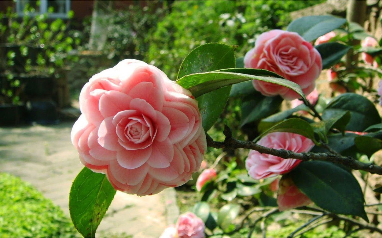 Камелия японская Маргарита Коллеони