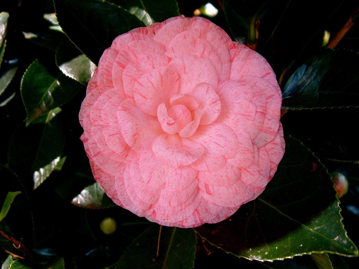 Камелия японская Вильям Бартлетт