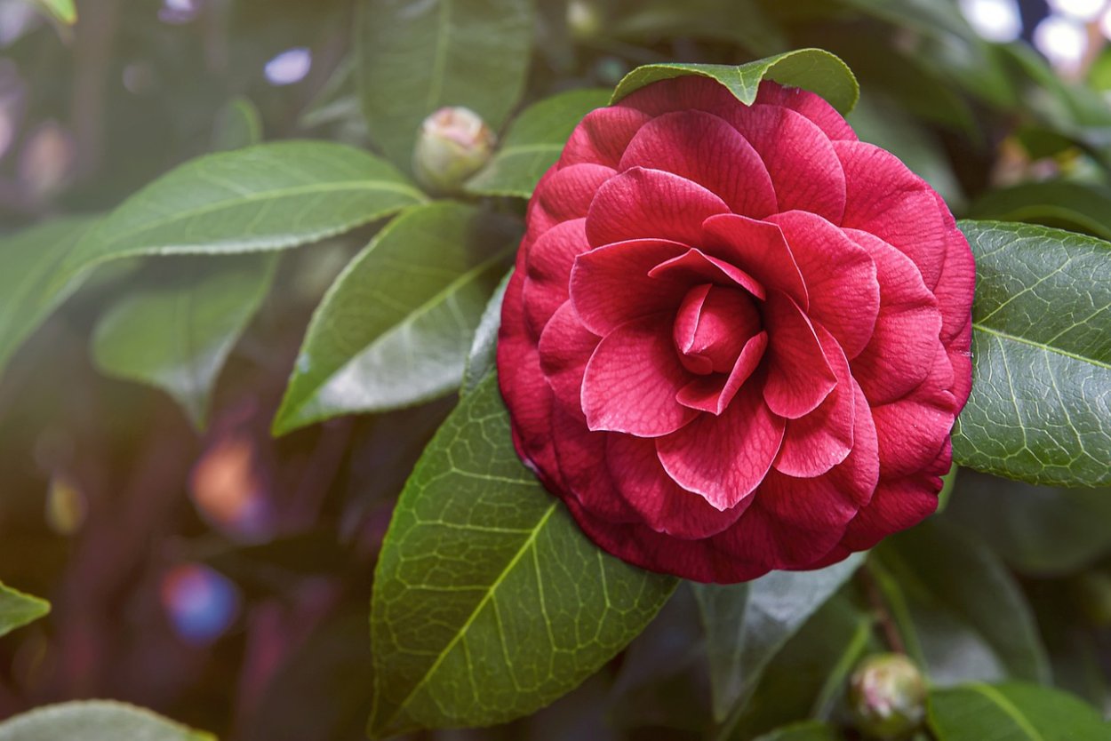 Camellia amplexicaulis