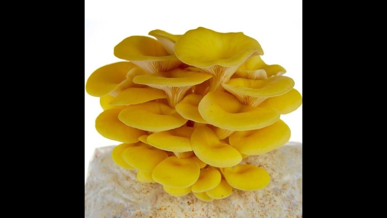 Вешенка лимонная