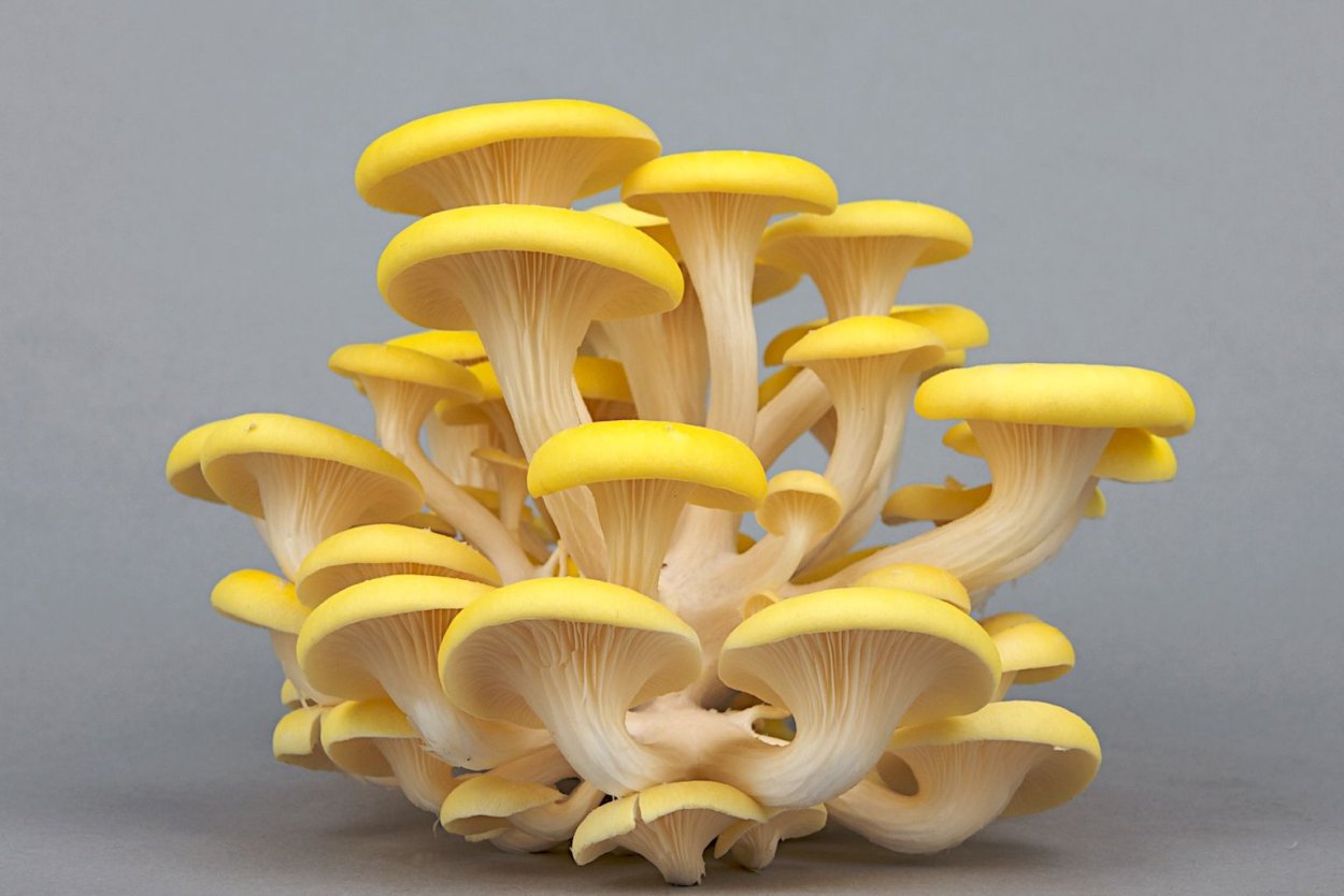 Вёшенка лимонная (Pleurotus citrinopileatus)