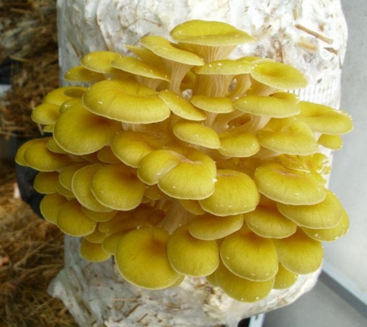 Вешенка лимонная (ильмак)