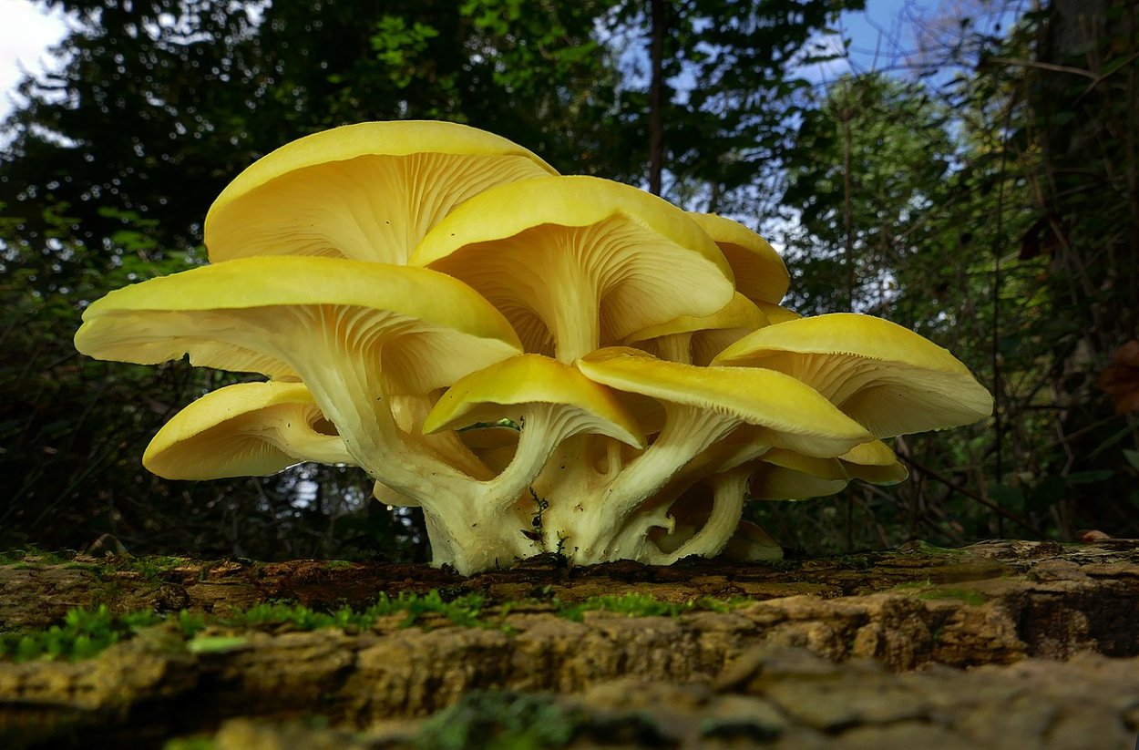 Pleurotus lampas свечение