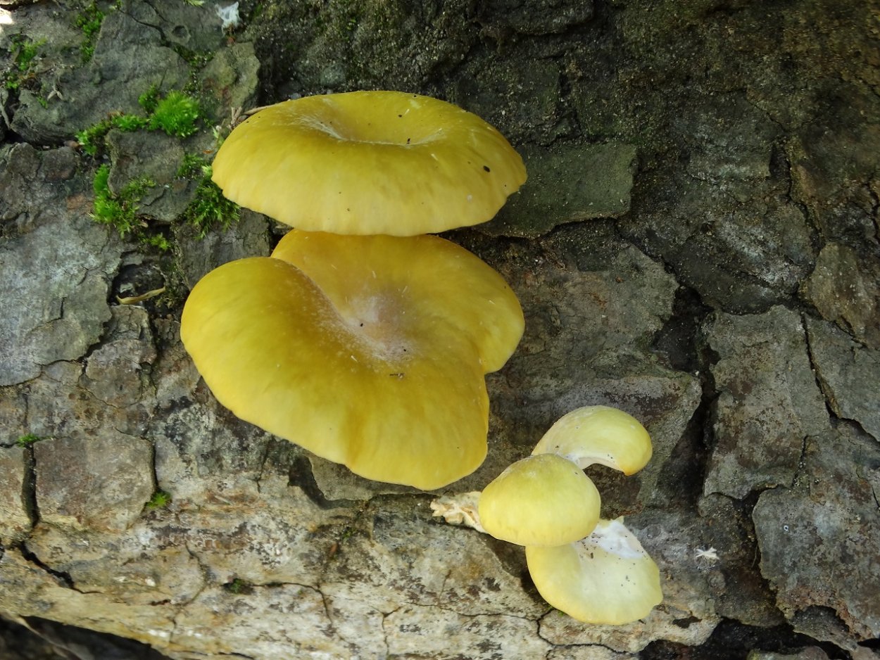 Грибы вешенка ильмак