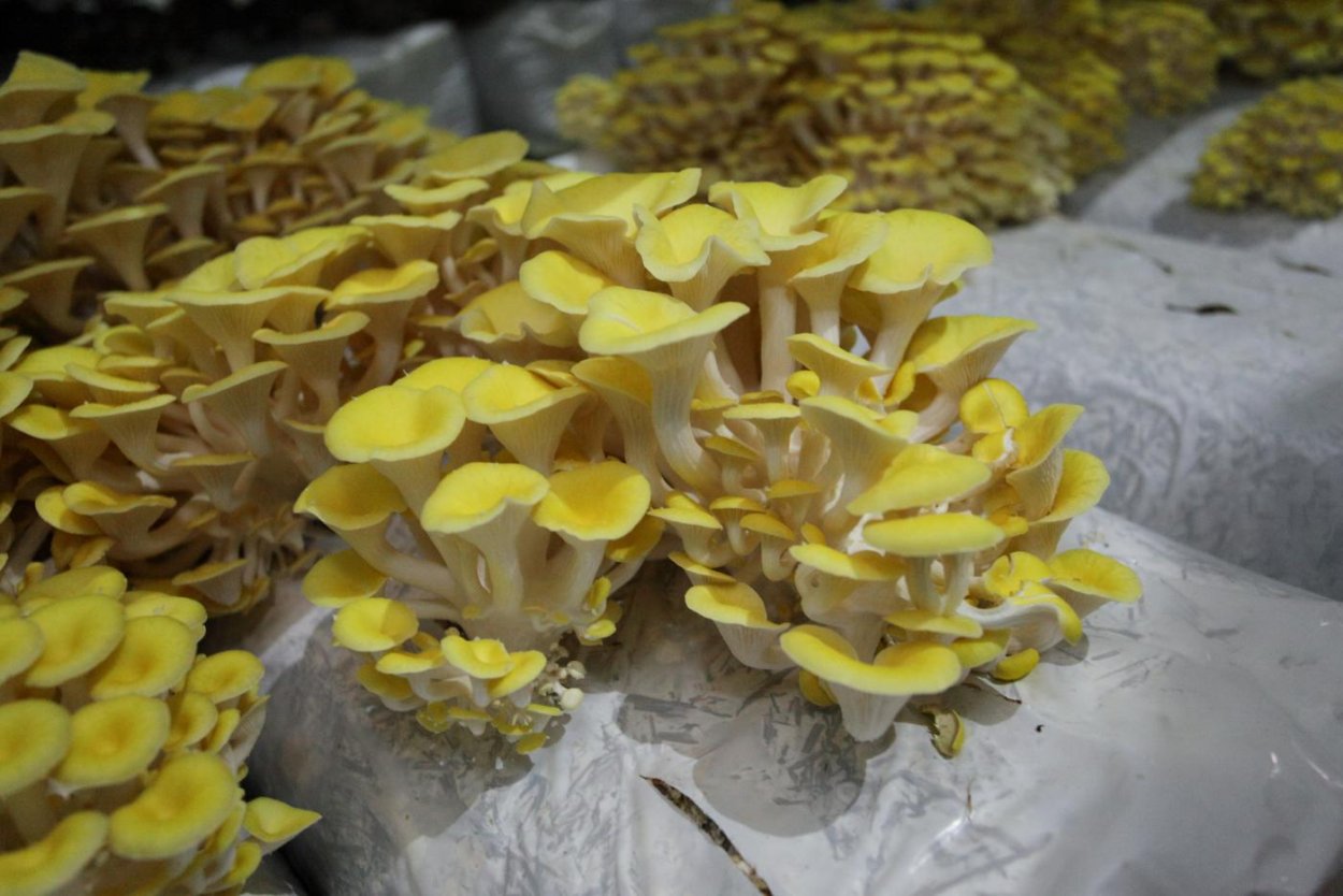 Вешенка лимонная (ильмак)