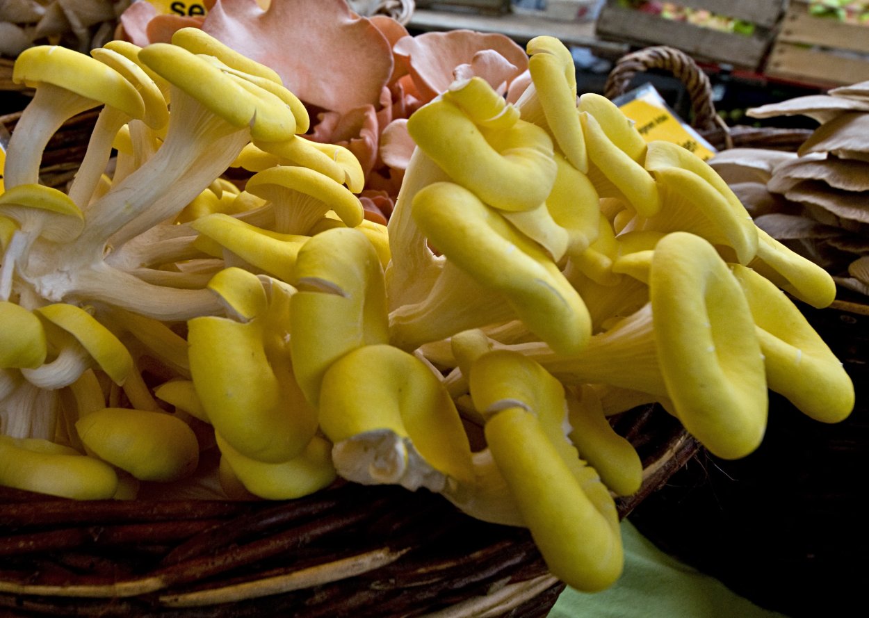 Вешенка Золотая