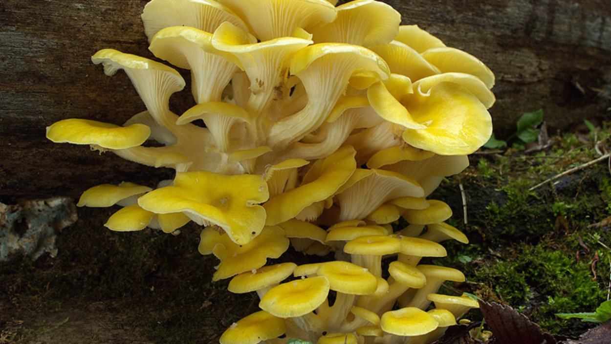 Вёшенка лимонная (Pleurotus citrinopileatus)